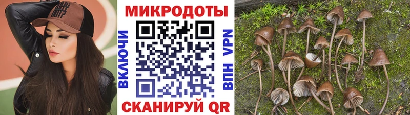 Купить  Кашира  Псилоцибиновые грибы Psilocybe 